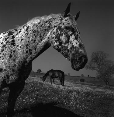 Original Fine Art Horse Photography by Adrian Ensor