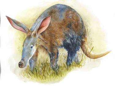 Summer aardvark thumb