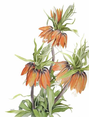 Fritillaria imperialis thumb