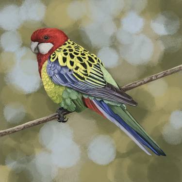 Painting of a bird. Eastern Rosella thumb