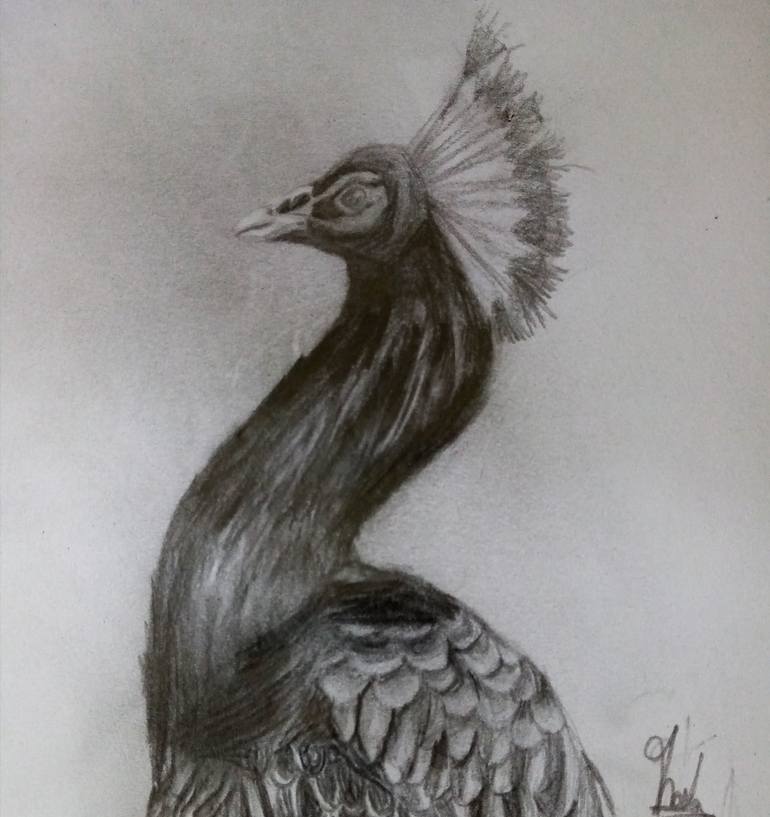 Peacock pencil drawing - Print