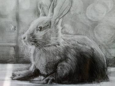 Rabbit pencil drawing thumb