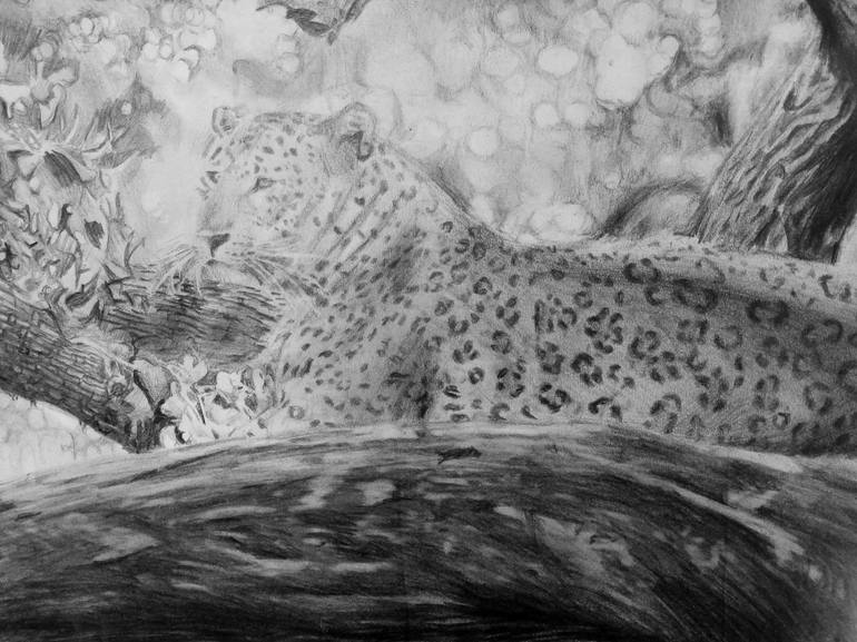 Tiger  pencil drawing - Print