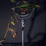 Collection Flora as Oracle