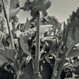 Collection Flora as Oracle