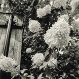 Collection Botanicals  ( Available Prints )