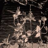 Collection Flora as Oracle