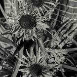 Collection Botanicals  ( Available Prints )