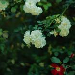 Flora as Oracle by Kelly Rae Daugherty