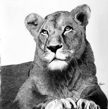 Print of Fine Art Animal Drawings by Sharon Gekonge