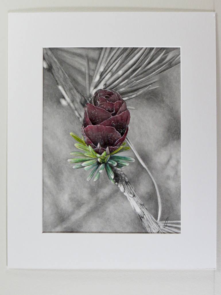 Original Other Botanic Drawing by Andrew Hoffer
