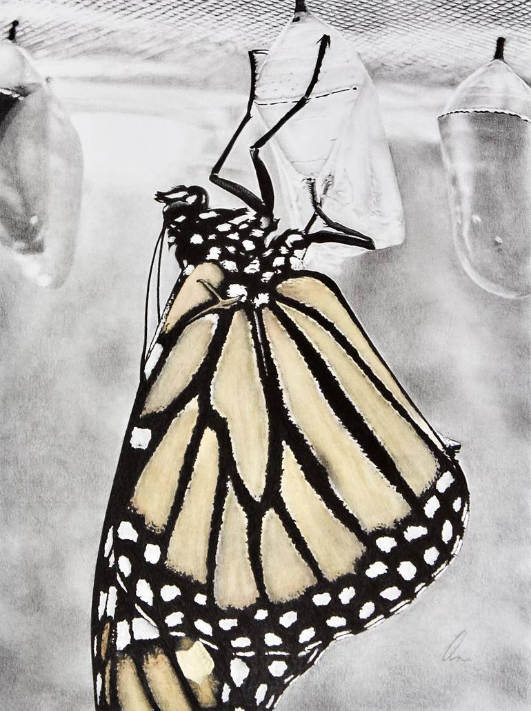 butterfly coming out of cocoon drawing