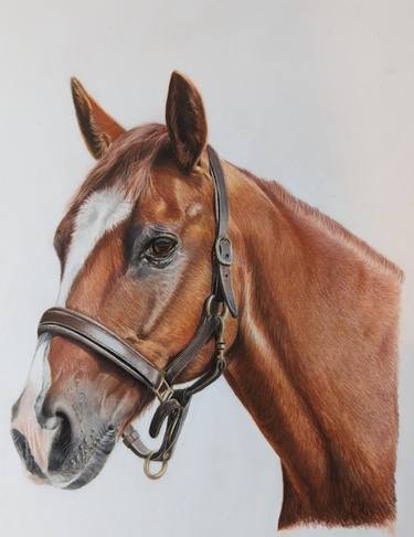 Original Realism Horse Drawing by Victoria Harris Arts