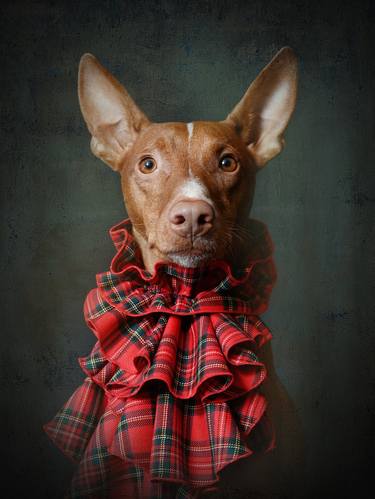 Original Portraiture Dogs Photography by Tatsiana Melnikava