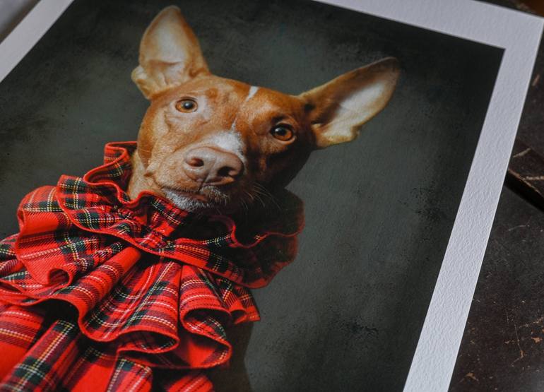 Original Portraiture Dogs Photography by Tatsiana Melnikava