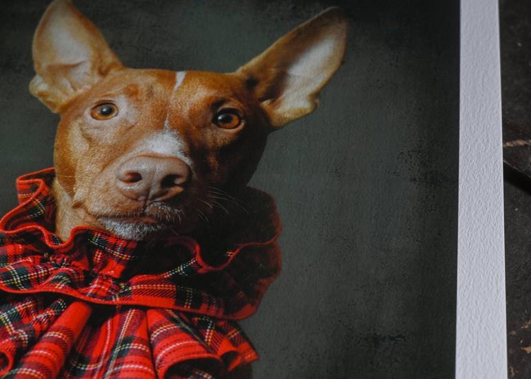 Original Portraiture Dogs Photography by Tatsiana Melnikava