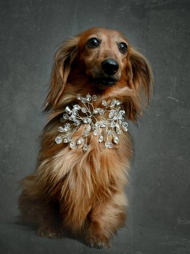 Guendalina. Long-haired dachshund. thumb
