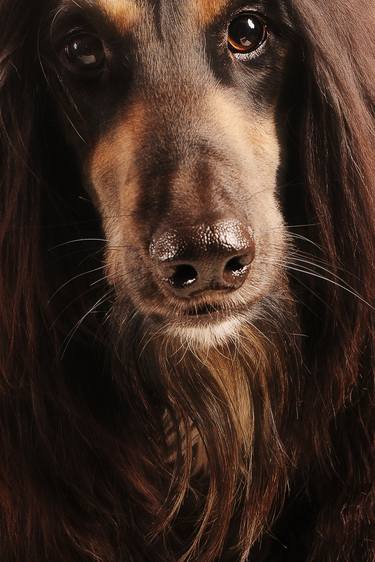 Original Figurative Dogs Photography by Tatsiana Melnikava