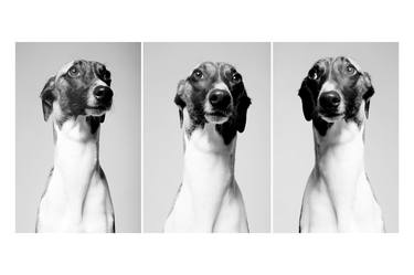 Three voice fugue in whippet style. thumb