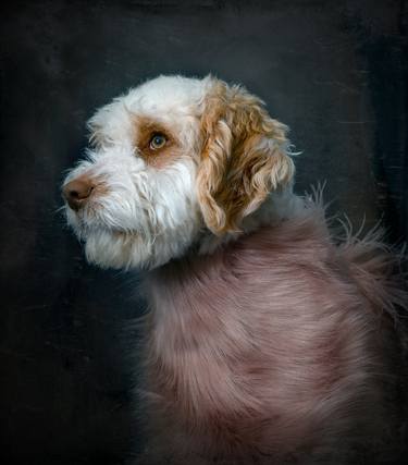 Original Fine Art Dogs Photography by Tatsiana Melnikava