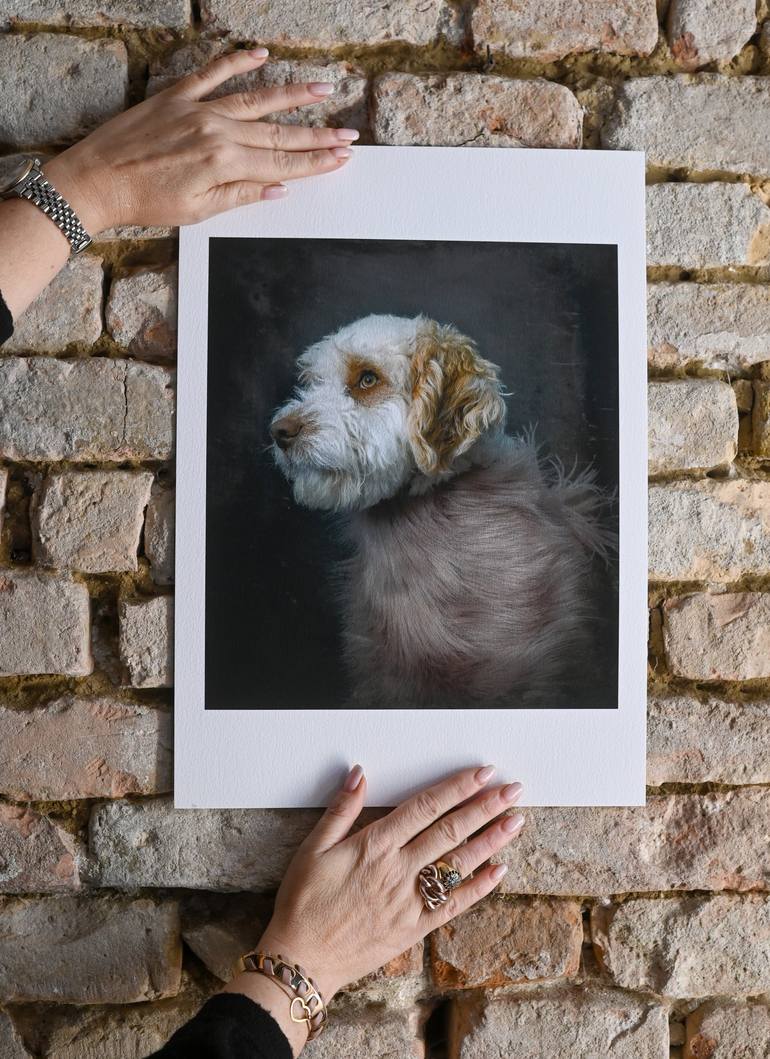 Original Fine Art Dogs Photography by Tatsiana Melnikava