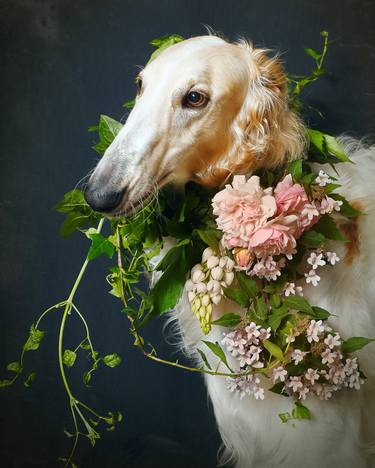 Original Dogs Photography by Tatsiana Melnikava