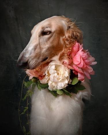 Original Dogs Photography by Tatsiana Melnikava