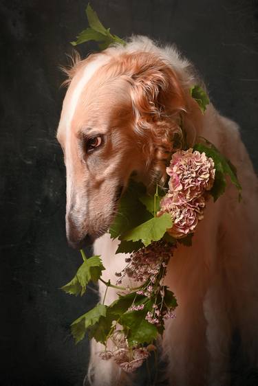 Original Dogs Photography by Tatsiana Melnikava