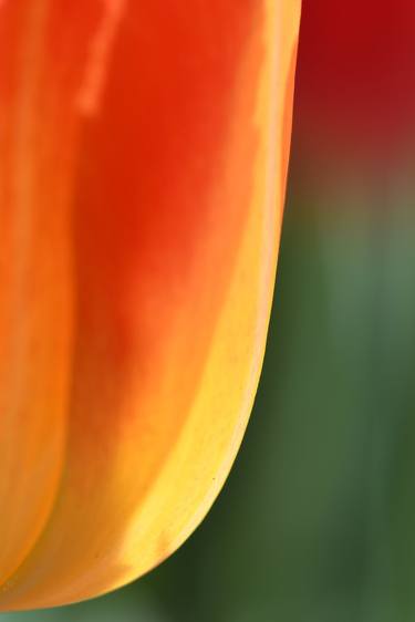 Tulip Lumiere thumb