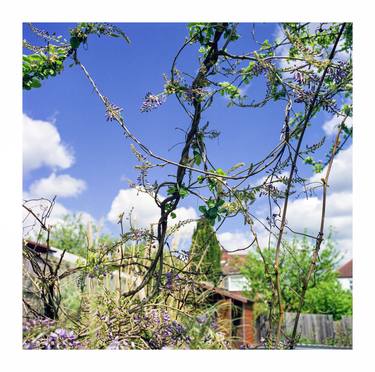 Original Documentary Garden Photography by John Richard James Taylor