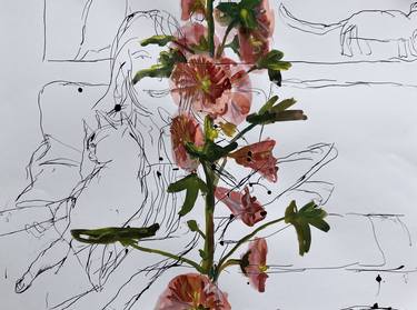 Hollyhocks over ink drawing thumb