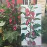 Plein air oil painting of a hollyhock flower blooming in the backyard.