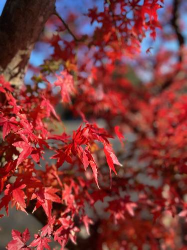 As Autumn Closes thumb