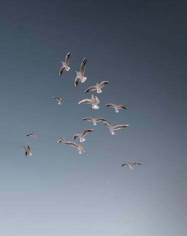 Print of Minimalism Animal Photography by Kemal Hayit