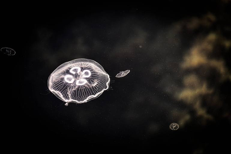 Jellyfish World - Print