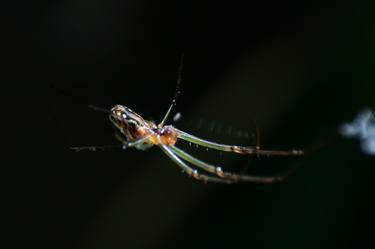 Orb Weaving Spider thumb