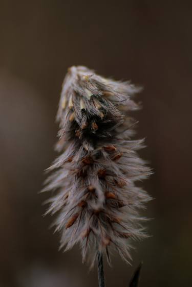 Fluffy Plant thumb