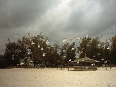 Seagulls Over The Beach thumb