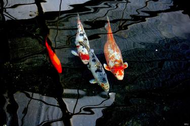 Print of Figurative Fish Photography by DAN STEFAN