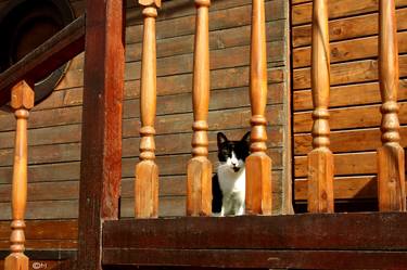 Print of Realism Cats Photography by DAN STEFAN