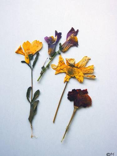 Print of Floral Photography by DAN STEFAN