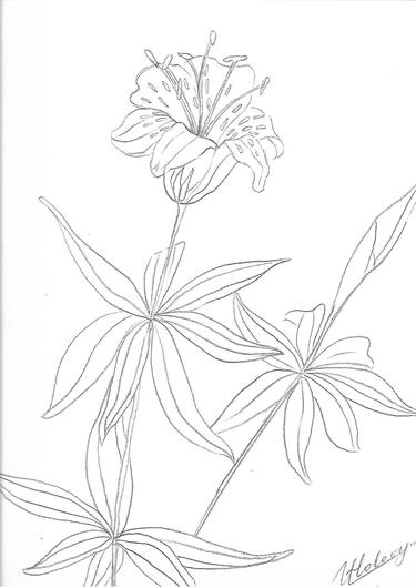 Print of Floral Drawings by Ulyana Holevych