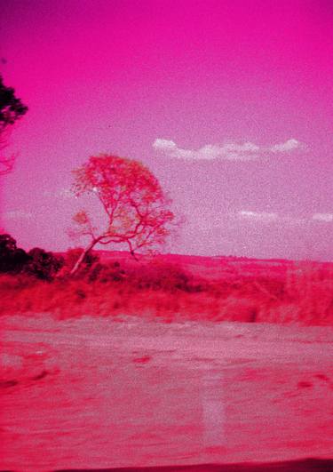 A pink tree - Limited Edition of 25 thumb