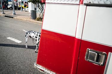 Original Dogs Photography by Kathryn Mussallem