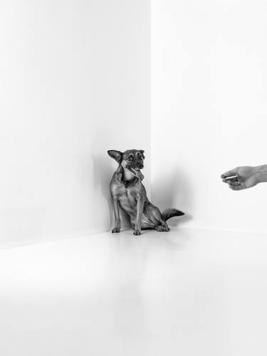 Print of Minimalism Animal Photography by Mario Bertolini