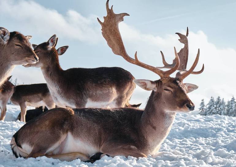 View in a Room Artwork