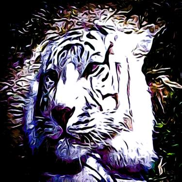 White Bangal Tiger - Limited Edition of 999 thumb