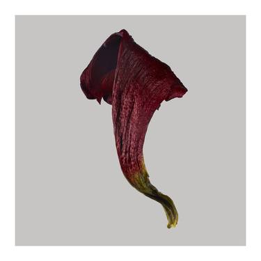 Original Fine Art Floral Photography by Andy Carver