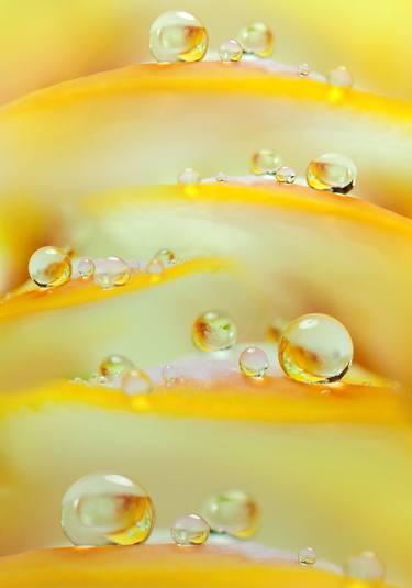 Print of Photorealism Floral Photography by Beat Hübscher