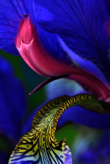 Print of Fine Art Floral Photography by Beat Hübscher